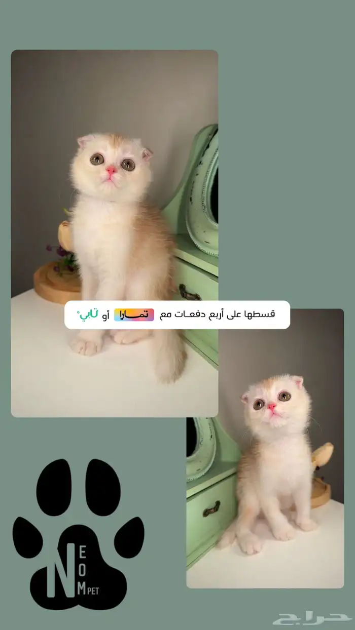 سكوتش فولد ستريت شورت هير قطط صغيره شهرين انثى ذكر شيرازي 1