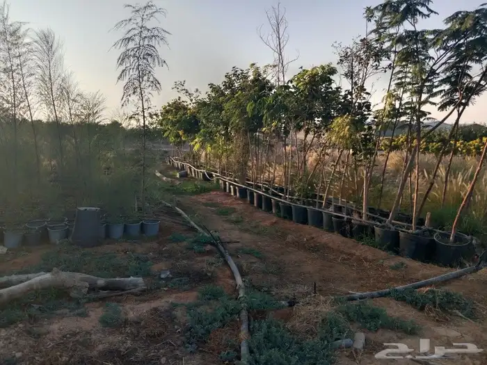 اشجار السدر والطلح والقرض 0