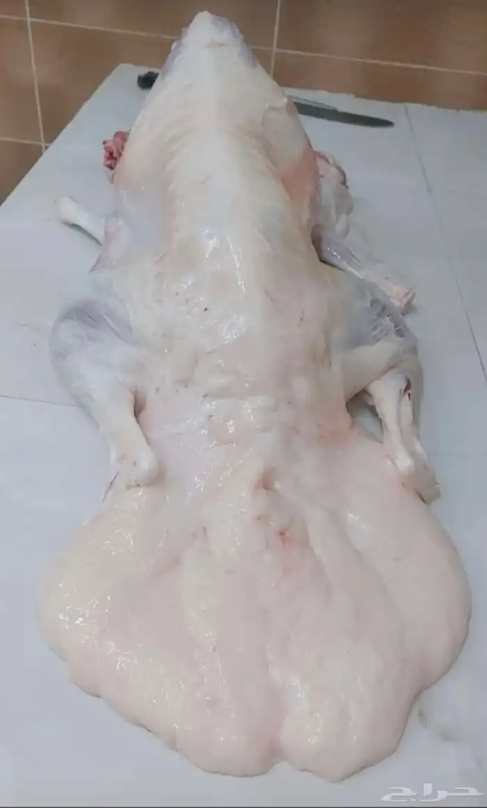 يوجد لدينا حلال كفو جدا ( 4