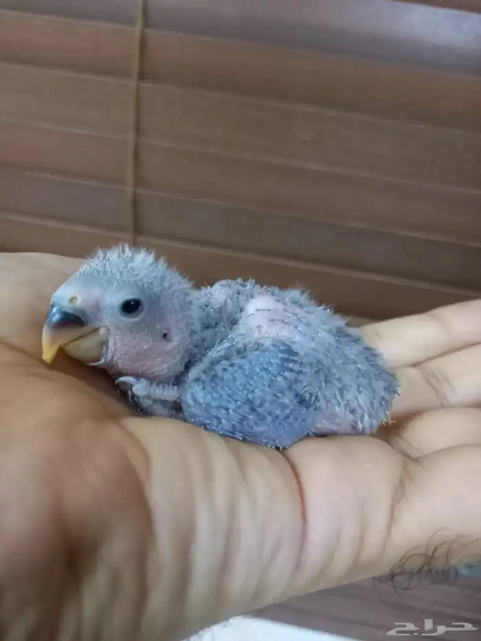 للبيع فرخ روز ازرق ماربل 2