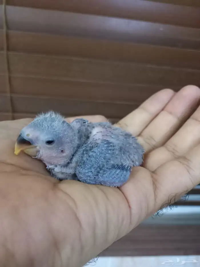 للبيع فرخ روز ازرق ماربل 0