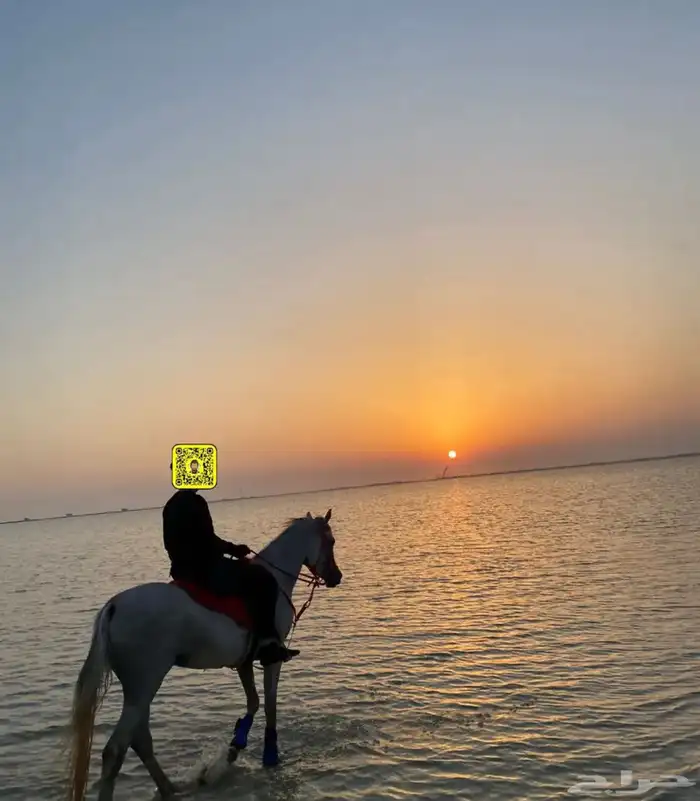 رحلات بحريه وخيول عربيه للايجار 5