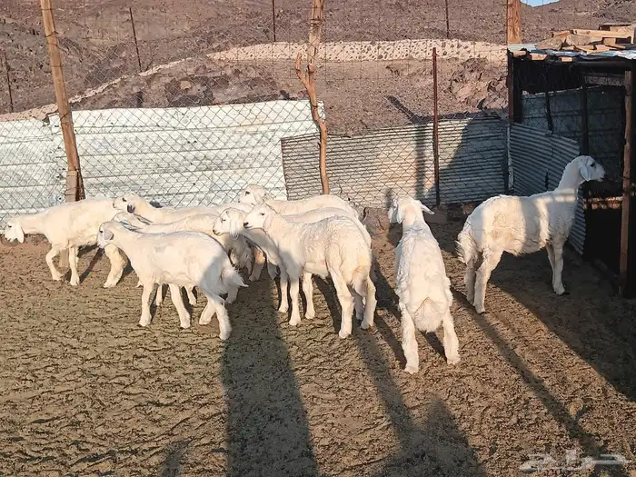 ذبايح بريه واعلاف طبيعيه يشهد الله 8