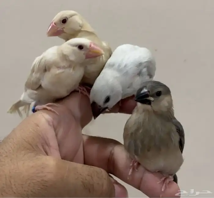 فروخ جاوا قريب الفطام تربيه 1