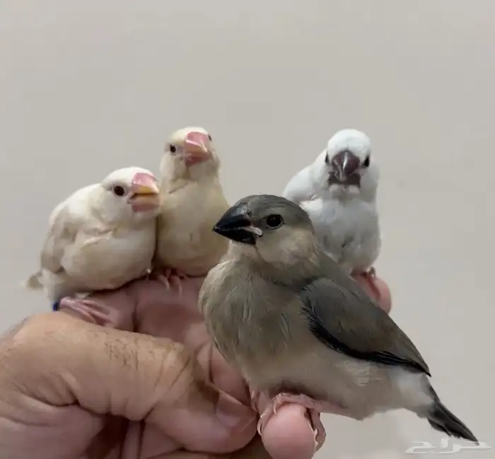 فروخ جاوا قريب الفطام تربيه 0