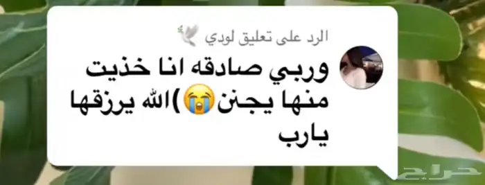 زيت قطران مغربي 5