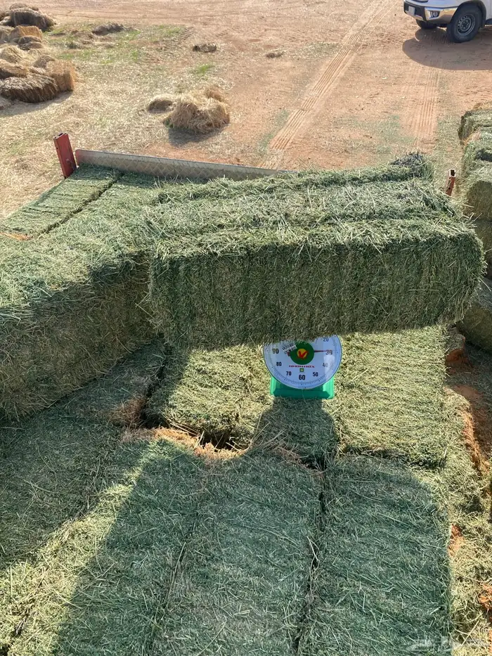 برسيم جندير أعلاف درجه اولى 0