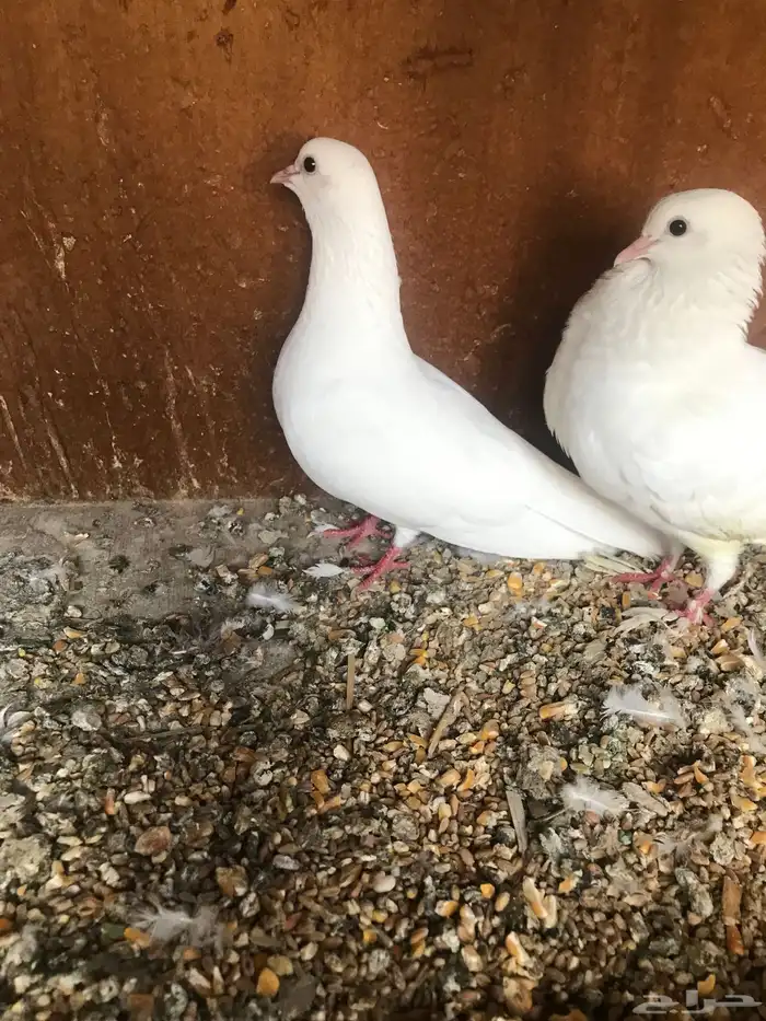 صنعاني أبيض صوت ناعم ومنتج 23