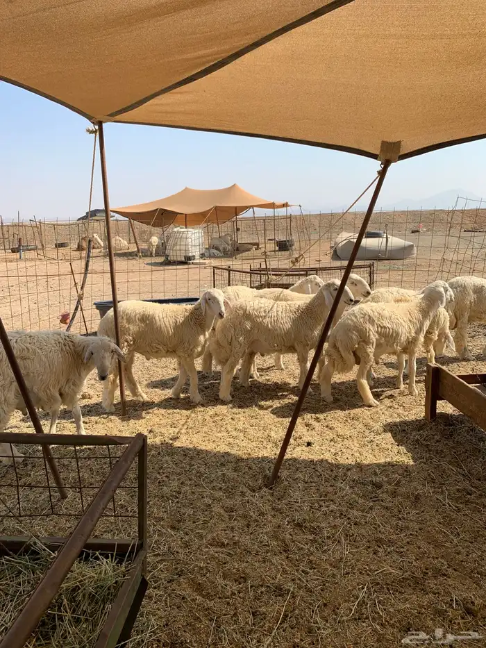 ذبايح حري ذبائح مناسبات بااقل الاسعار شي نظيف ويبيض وجهك 0