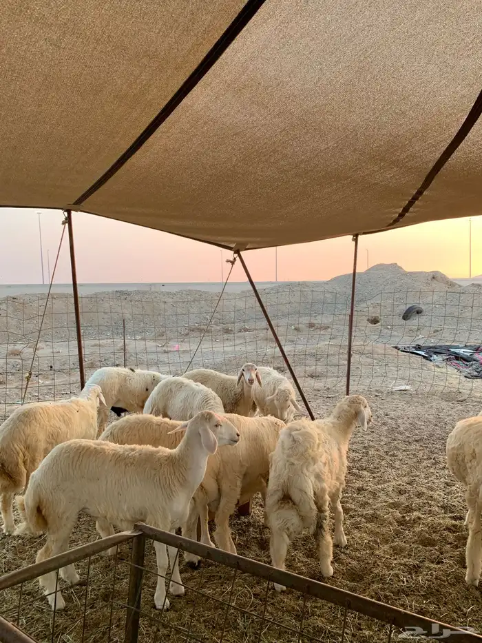 ذبايح حري ذبائح مناسبات بااقل الاسعار شي نظيف ويبيض وجهك 2