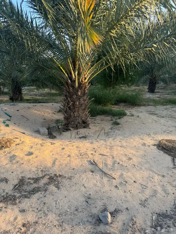 تخصص نخل وشبوك بجميع انحاالمملكه دقتن فلعمل وسرعتن 4