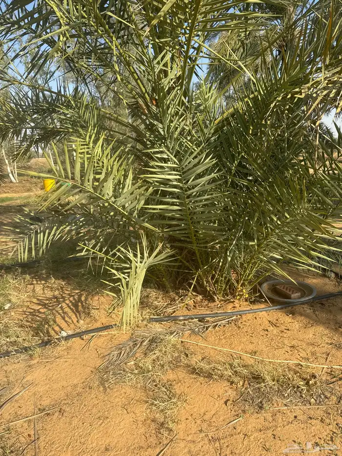 فراخة نخل 1