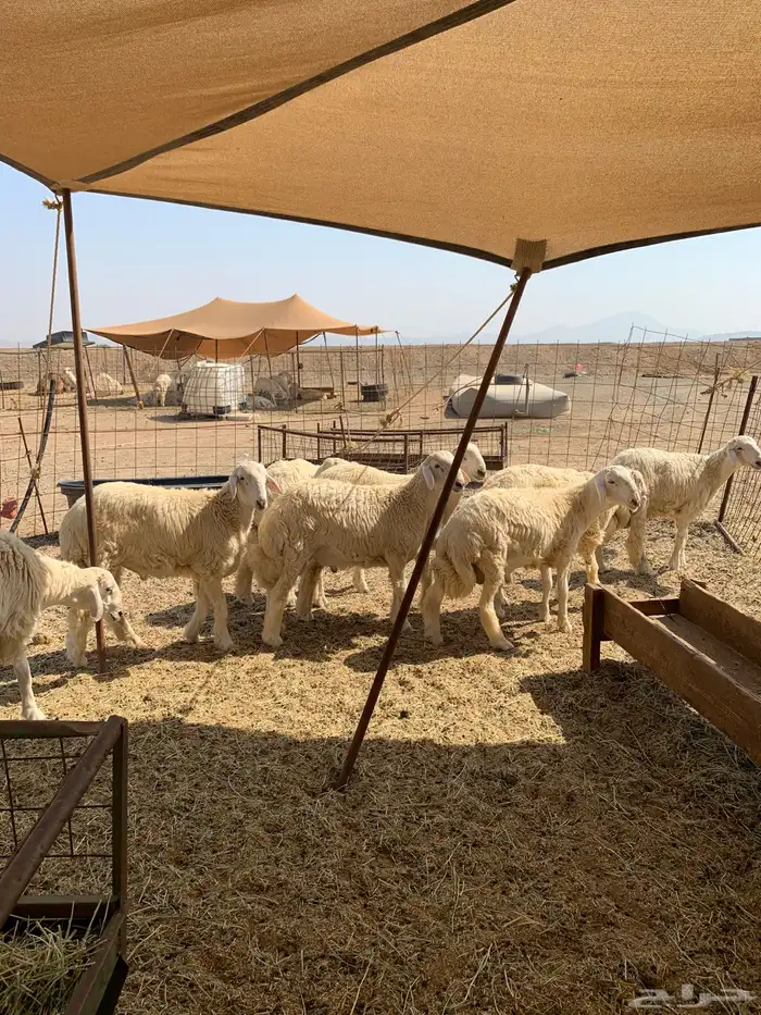 ذبايح حري ذبائح مناسبات بااقل الاسعار شي نظيف ويبيض وجهك 1