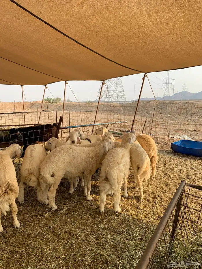 ذبايح حري ذبائح مناسبات بااقل الاسعار شي نظيف ويبيض وجهك 3