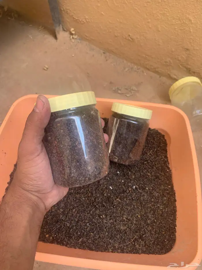 عسيب نحل او نفيض 5