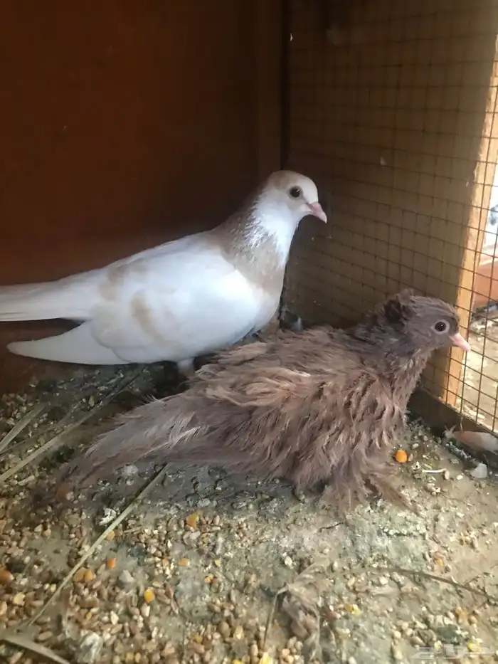 صنعاني أبيض صوت ناعم ومنتج 2