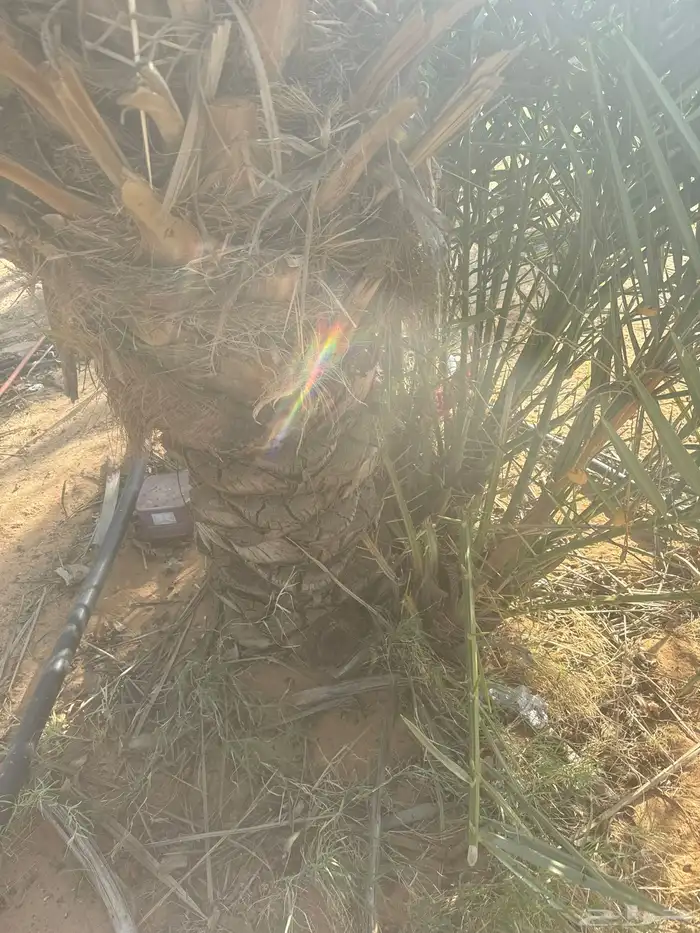 فراخة نخل 0