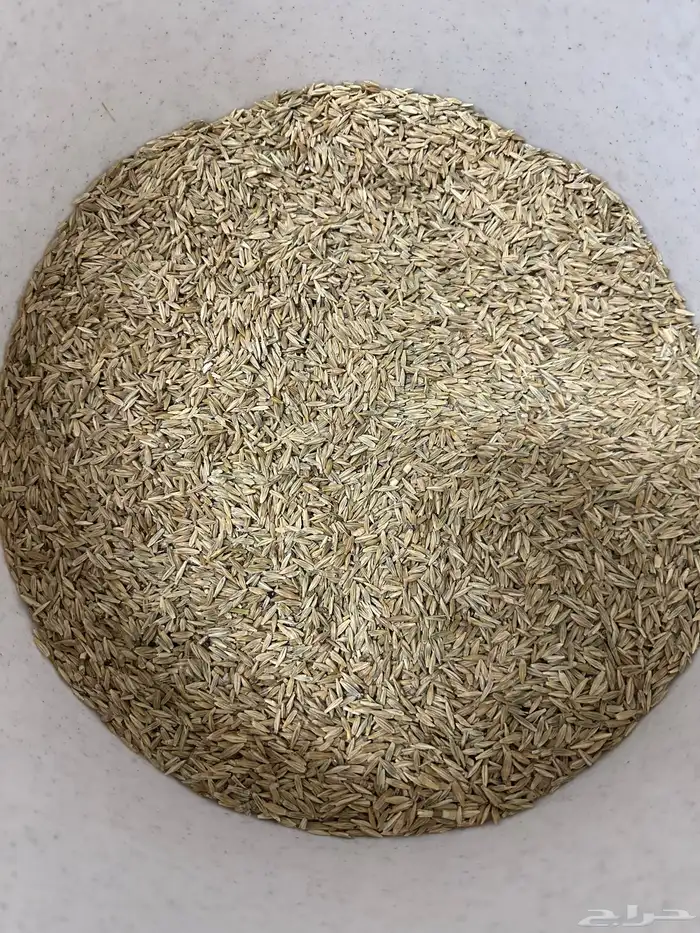 سمن بلدي بري وسويقه شعير 1