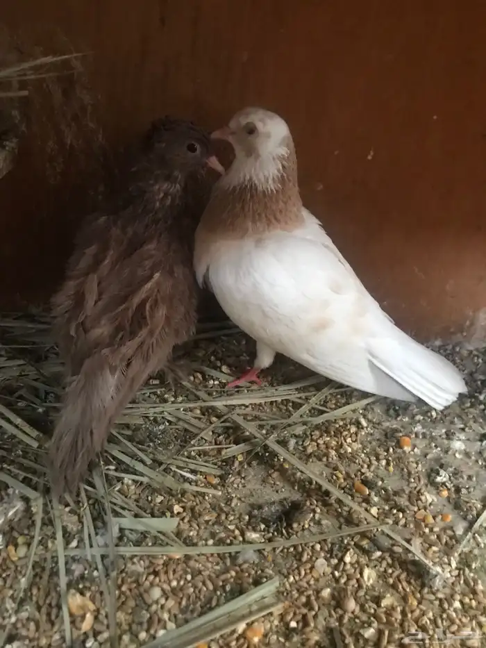 صنعاني أبيض صوت ناعم ومنتج 0