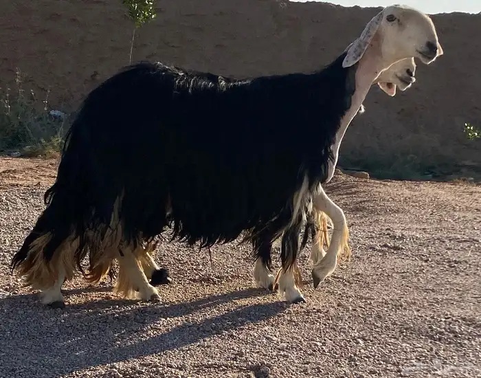 نجد صنف منوة القاني (تم البيع) 2