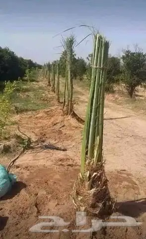 تخصص نخل وشبوك بجميع انحاالمملكه دقتن فلعمل وسرعتن 8