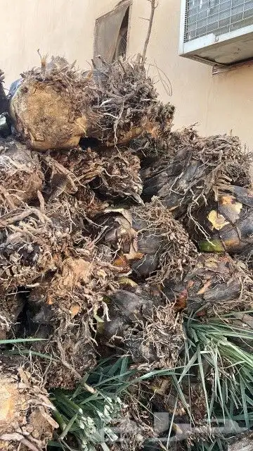 نخيل فسايل ممتازة 4