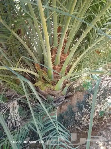 نخل وجثايث القصيم نخل طيب اسرنامعقوله 1