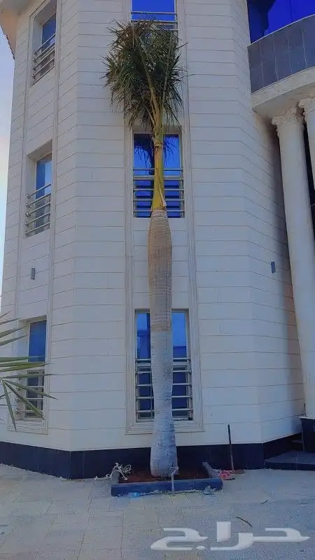 زراعه نخيل 7