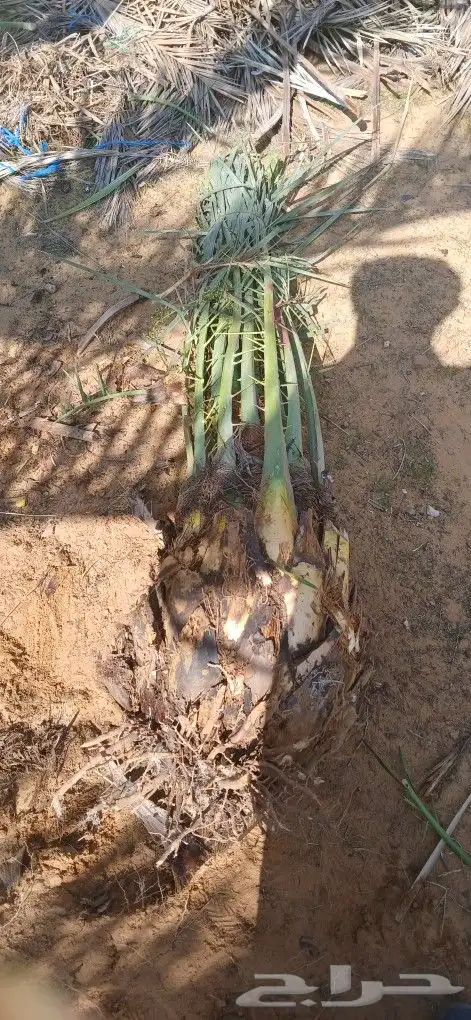 نخيل للبيع فسائل جثايث 8