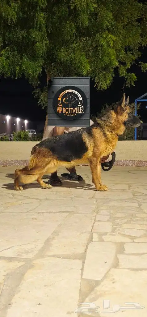 كلبه جيرمن شولاين مدرب حراسه وتصلح للمنزل 2