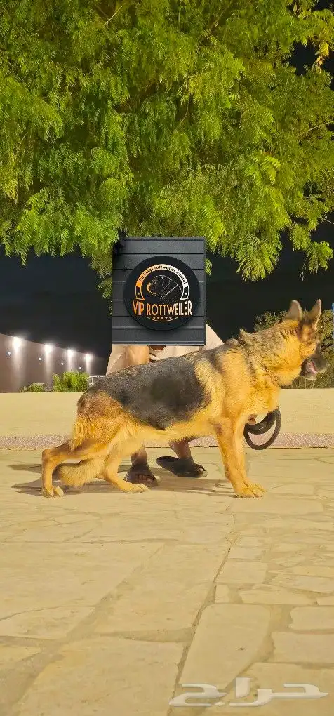 كلبه جيرمن شولاين مدرب حراسه وتصلح للمنزل 0
