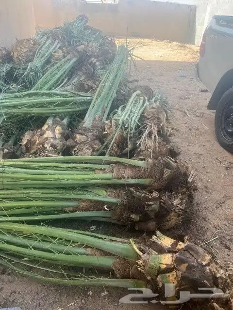 نخيل فسايل ممتازة 3