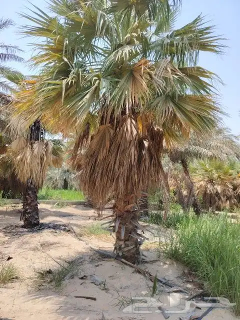 زراعه نخيل 3