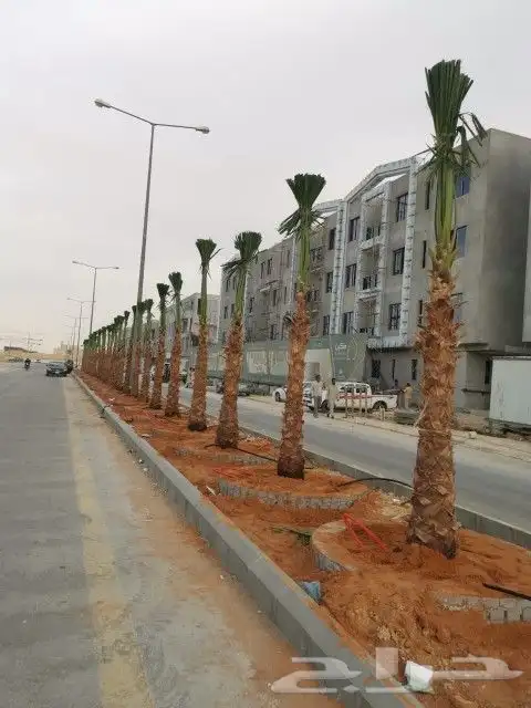 زراعه نخيل 8