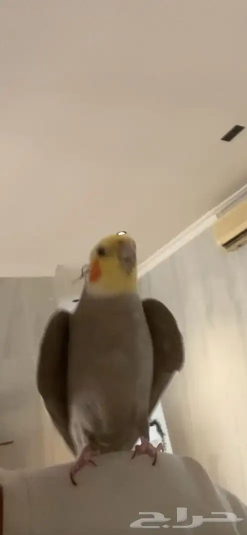 طير مفقود كروان تاجه معفوط ضايع له سنه 4