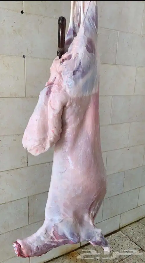 ذبايح الرس 4