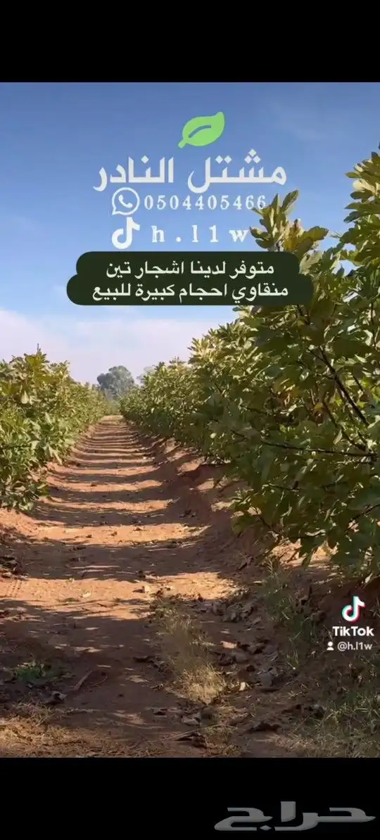 شتلات تين اشجار معمرة 1