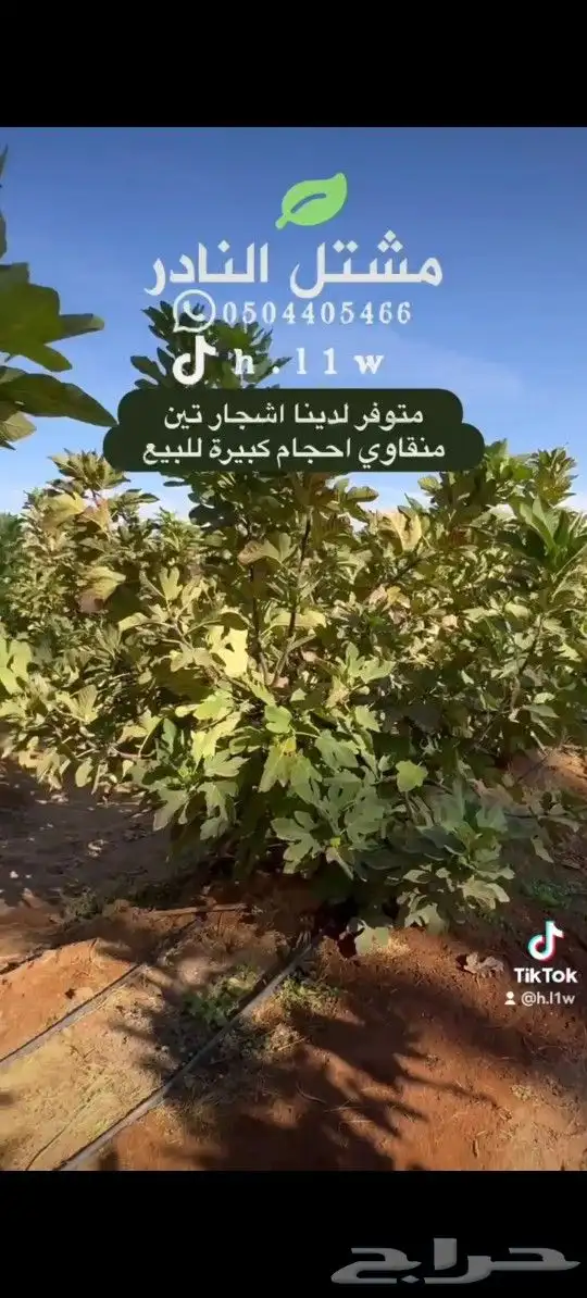 شتلات تين اشجار معمرة 2