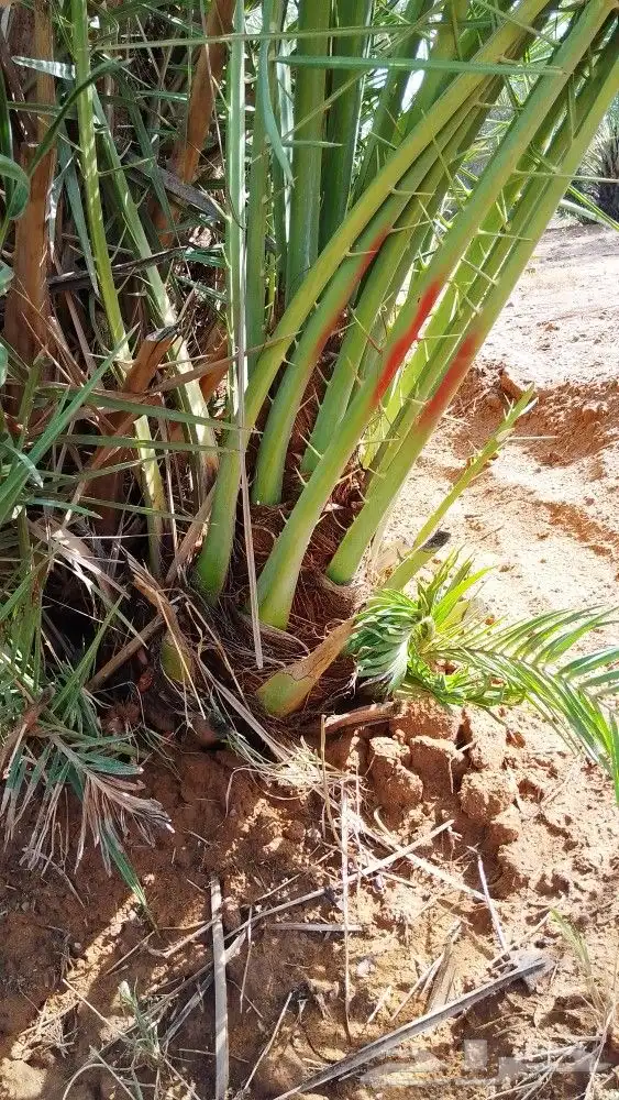 نخل وجثايث القصيم نخل طيب اسرنامعقوله 0