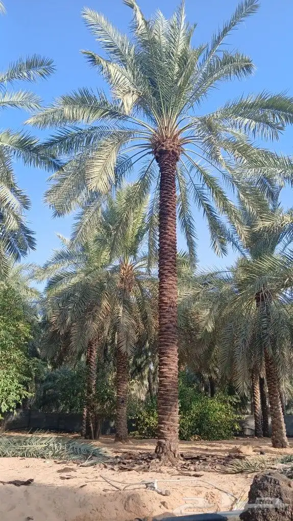 نخيل للبيع فسائل جثايث 0