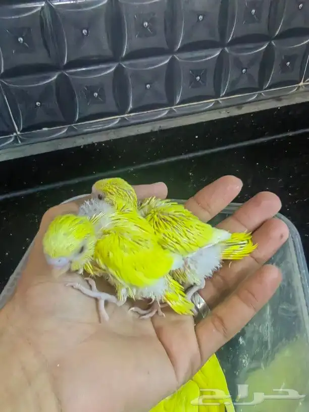 فروخ (تم البيع) 5