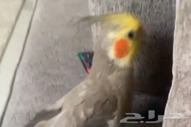 طير مفقود كروان تاجه معفوط ضايع له سنه 2