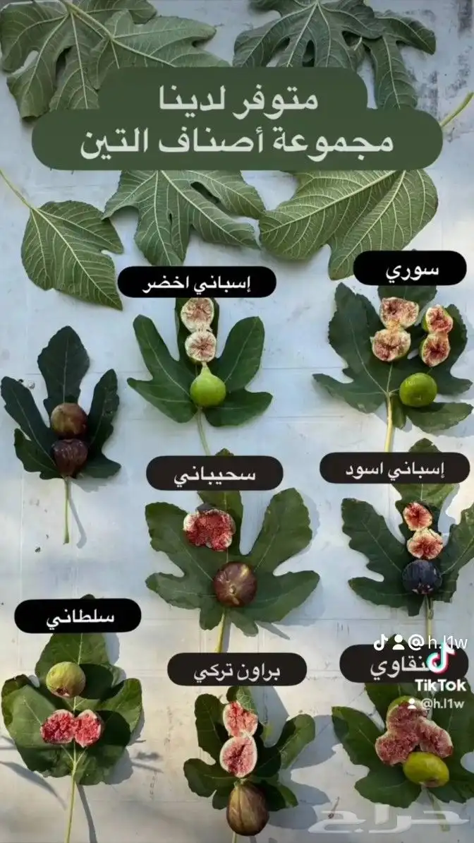 شتلات تين اشجار معمرة 0