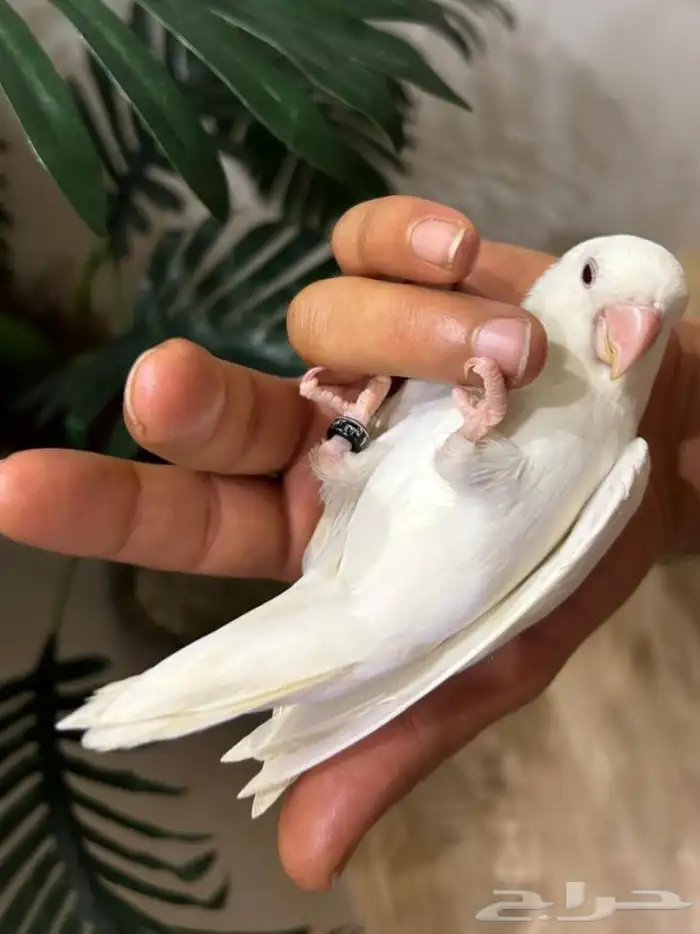 ببغاء روز قمة فالولافه البينو عيون حمراء تم البيع 0