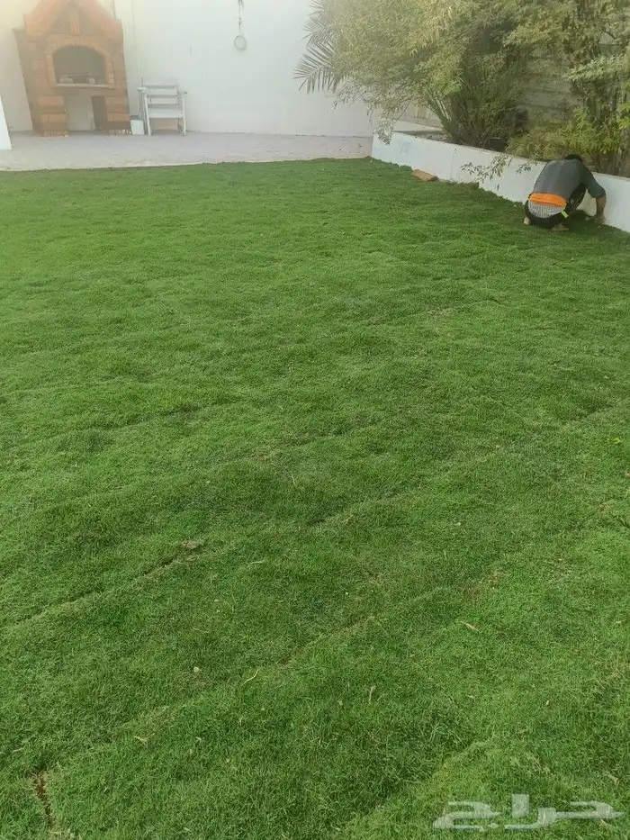 يوجد لدينا جميع انواع الاشجار والنخيل والثيل 6