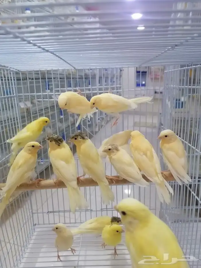 فروخ فرخ كناري سوري(تم البيع) 4