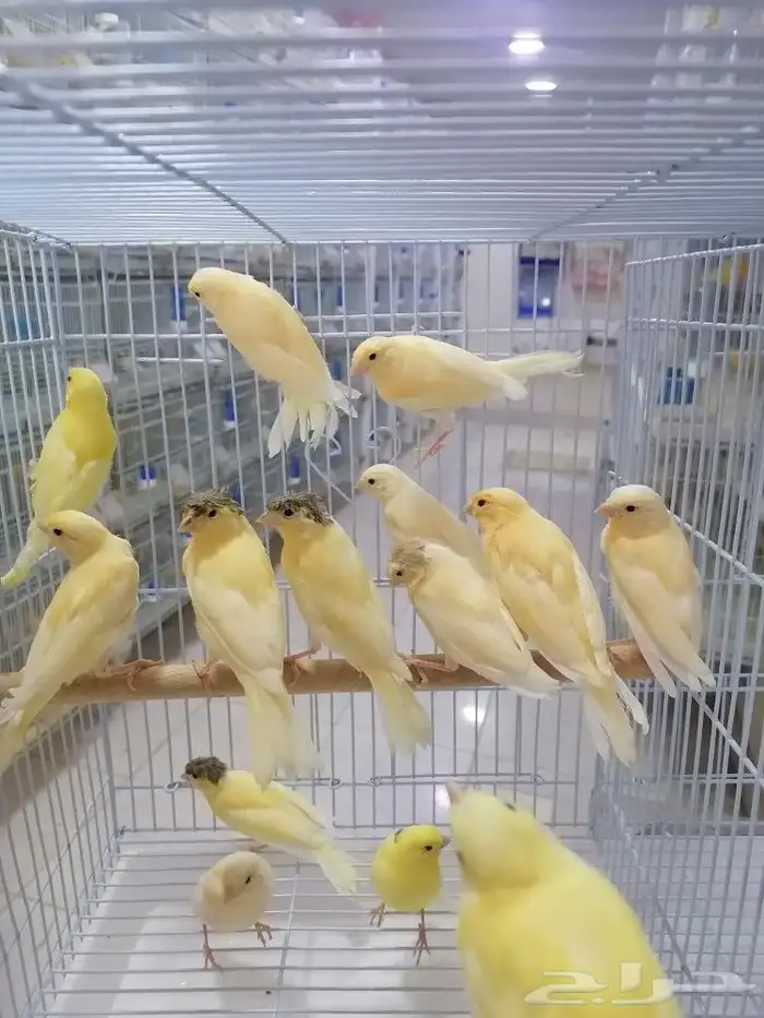 فروخ فرخ كناري سوري(تم البيع) 0