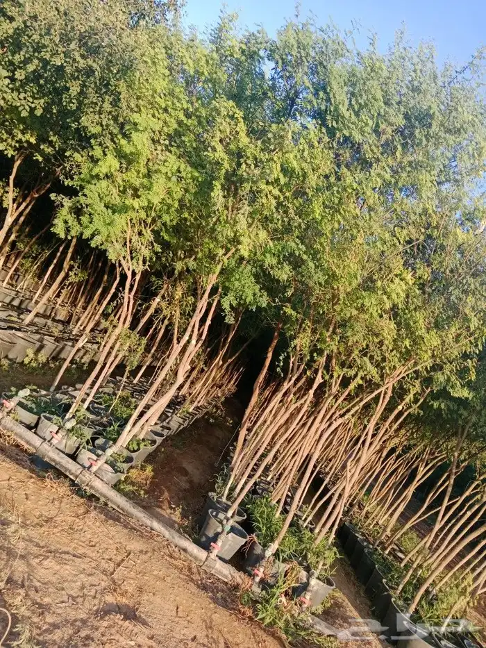 اشجار السدر والطلح والقرض 9