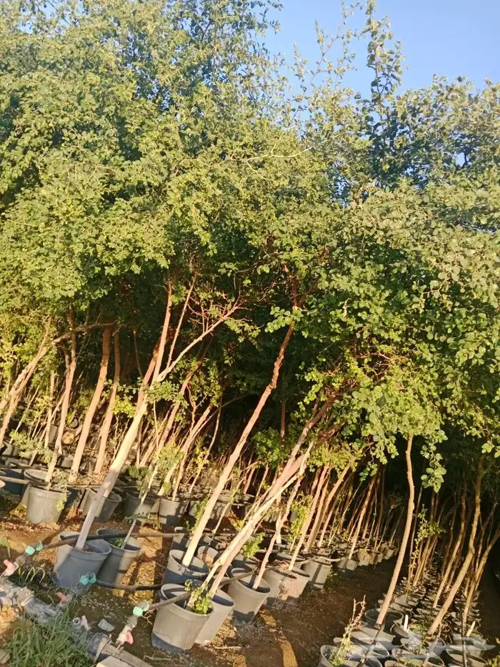 اشجار السدر والطلح والقرض 8