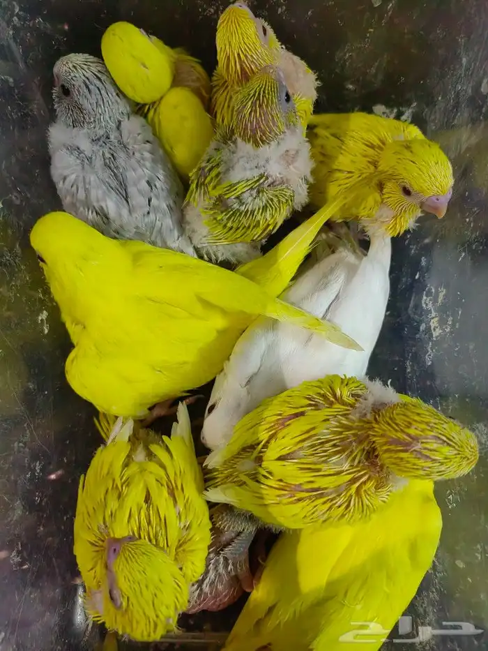 فروخ (تم البيع) 1